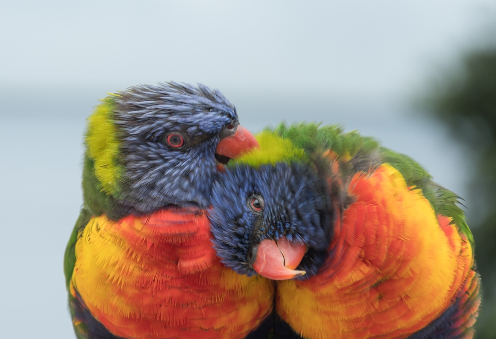 Rainbow lorikeets are the most colorful of the five species in the sample.