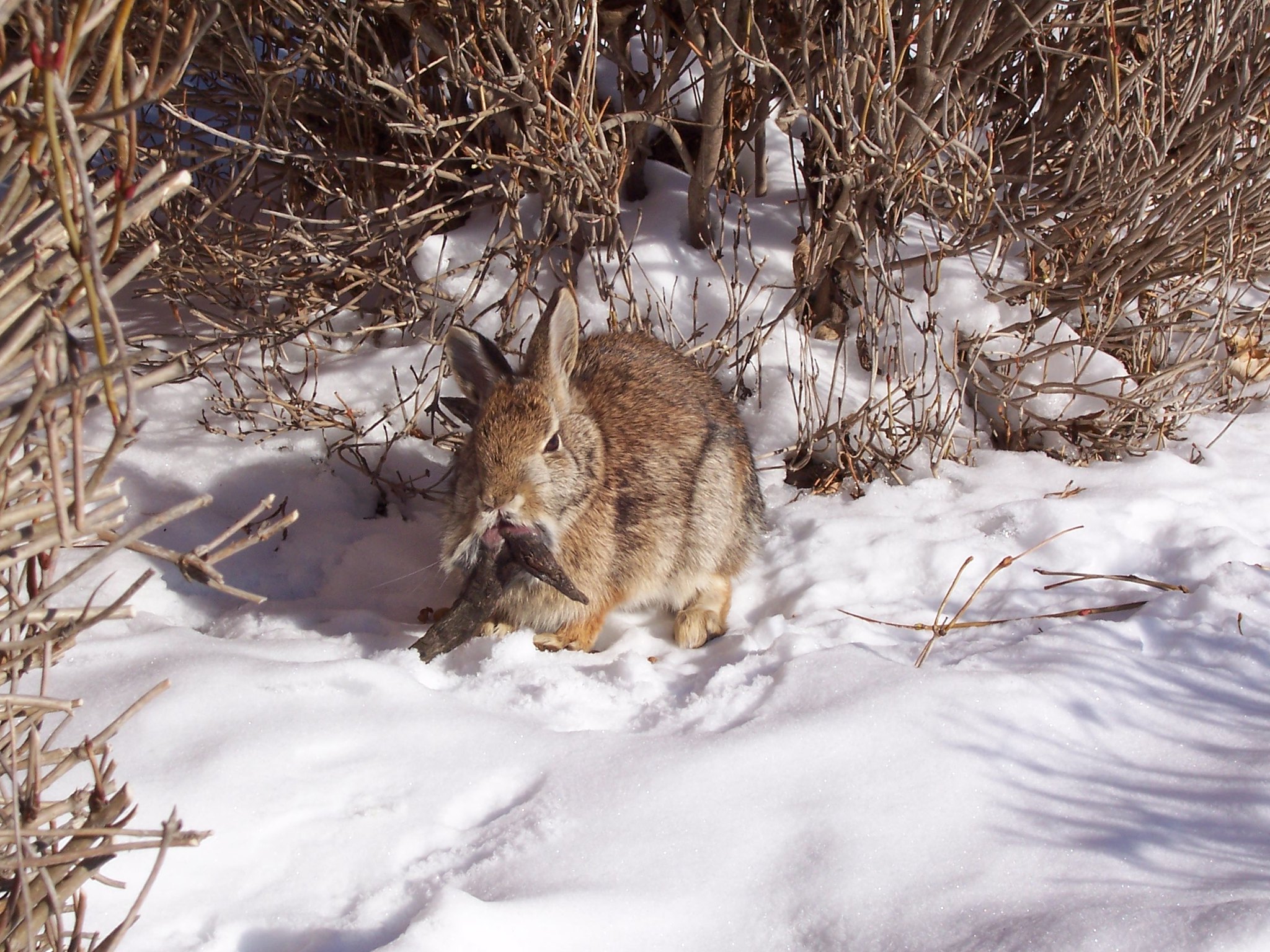 Rabbit with Shopes Papillomavirus