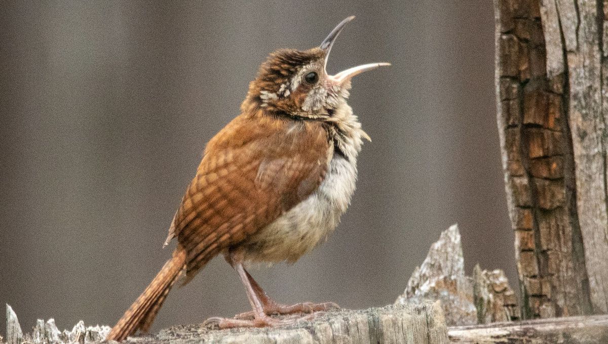 Bird Song Follows Zipf’s Law Of Abbreviation, A Fundamental Law Of Human Language | IFLScience