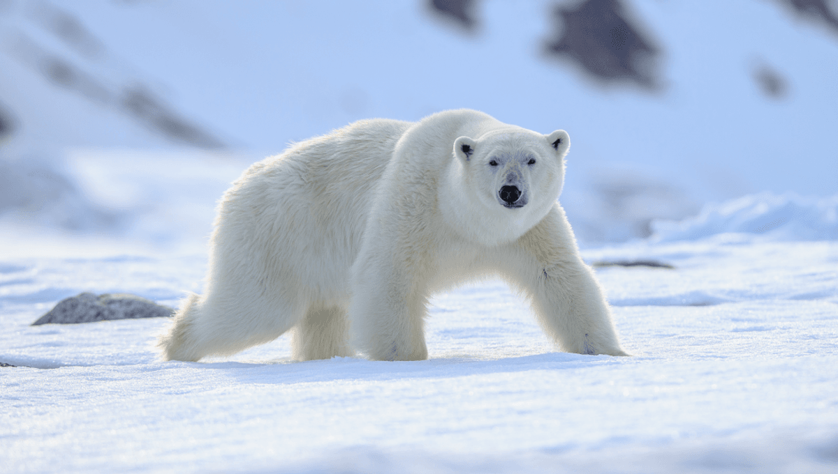 Why Do Polar Bears Have White Fur? Turns Out, They Don’t