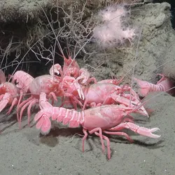 Patagonian lobsterette Thymops birsteini (unconfirmed) are crustaceans found on the continental shelf around South America, particularly in the Argentine Sea. 