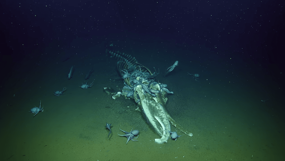 Scientists Stumbled Across A Sunken Whale Carcass That Could Support The Ecosystem For Decades