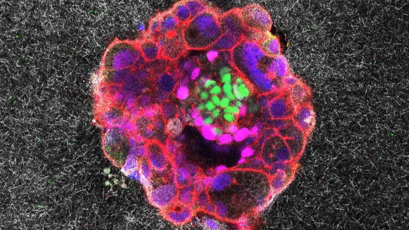 Human Embryo Implantation Captured In Real-Time For First Time