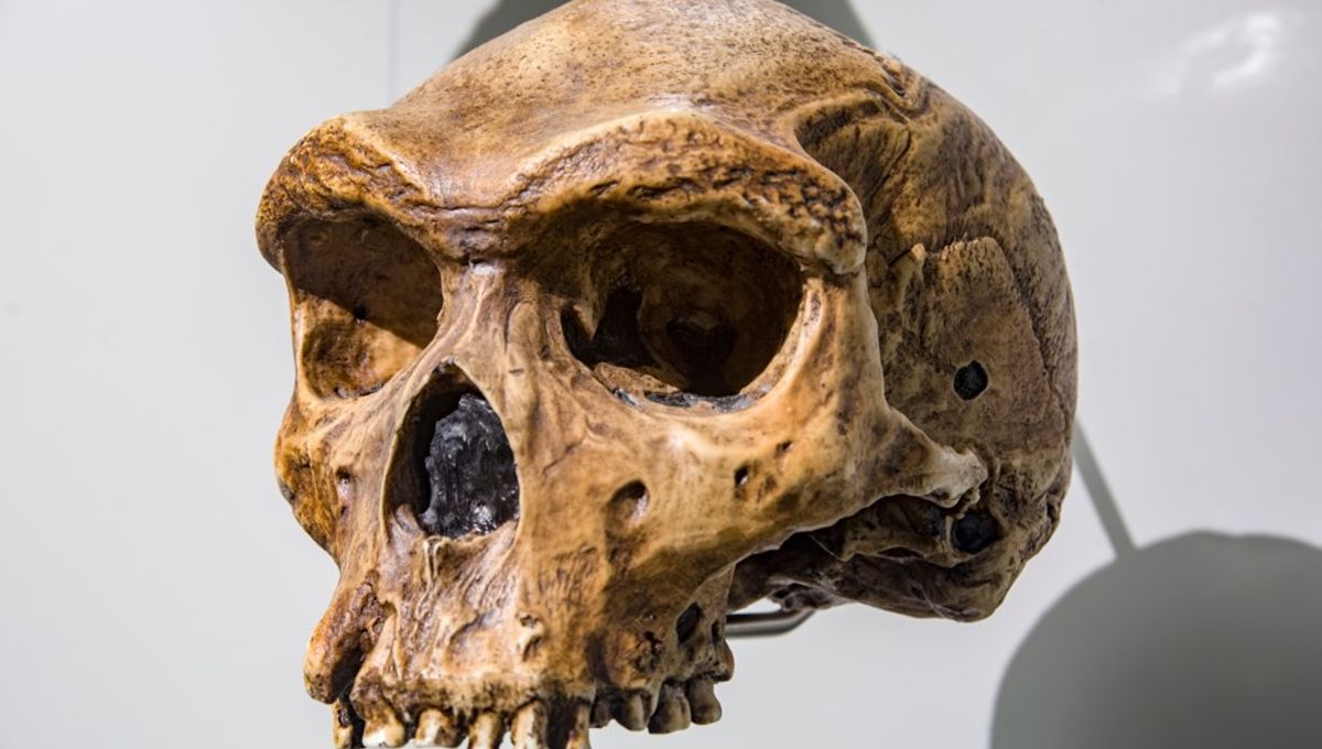 Tengkorak Berusia 300.000 Tahun Tampilkan Neanderthal Hidup Bersama Homo Heidelbergensis