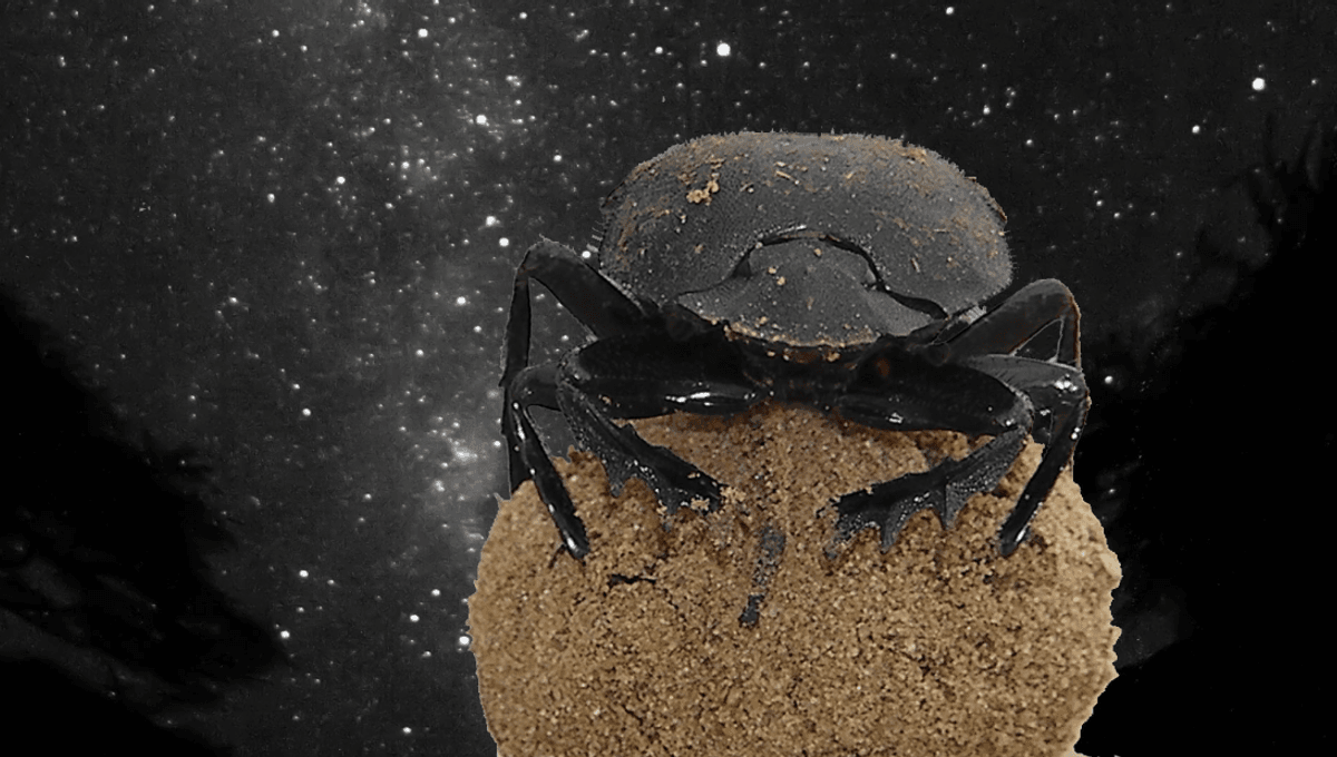 Dung Beetles Orientate Using The Milky Way, And They’re Not The Only Insects Navigating By The Stars