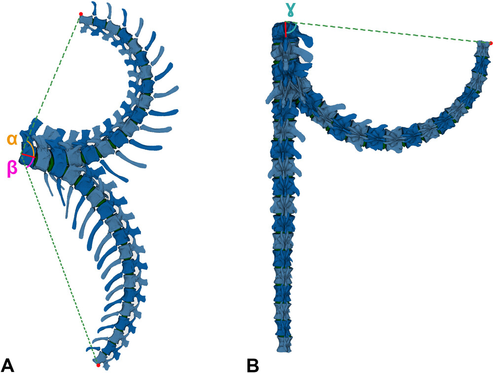 Two views of the potential movement of the giraffatitan's tail. It is very bendy in all directions, basically.