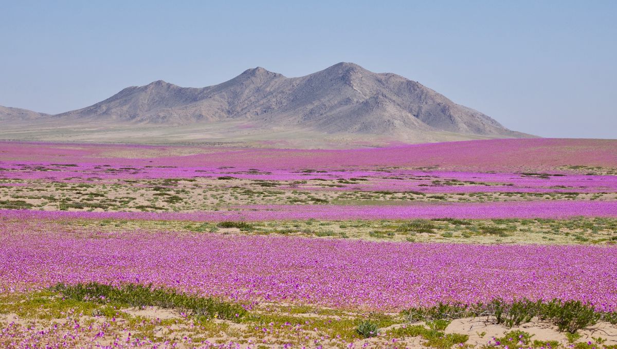 Gurun Atacama Diperkirakan Akan Melihat Mekar Besar Bulan Depan