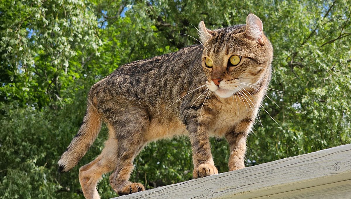 Kucing Highlander: Gabungan Lynx Gurun dan Curl Hutan Baru