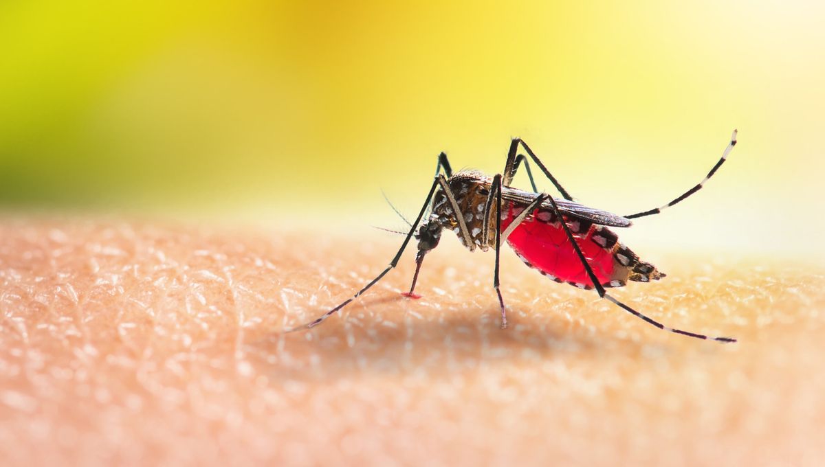Pejabat New Jersey Selidiki Kasus Malaria Pertama Sejak 1991