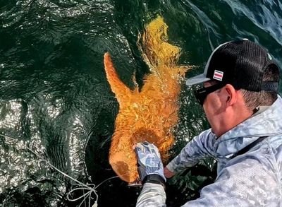 A man beds over the side of a boat near an orange shark that has been caught through fishing.