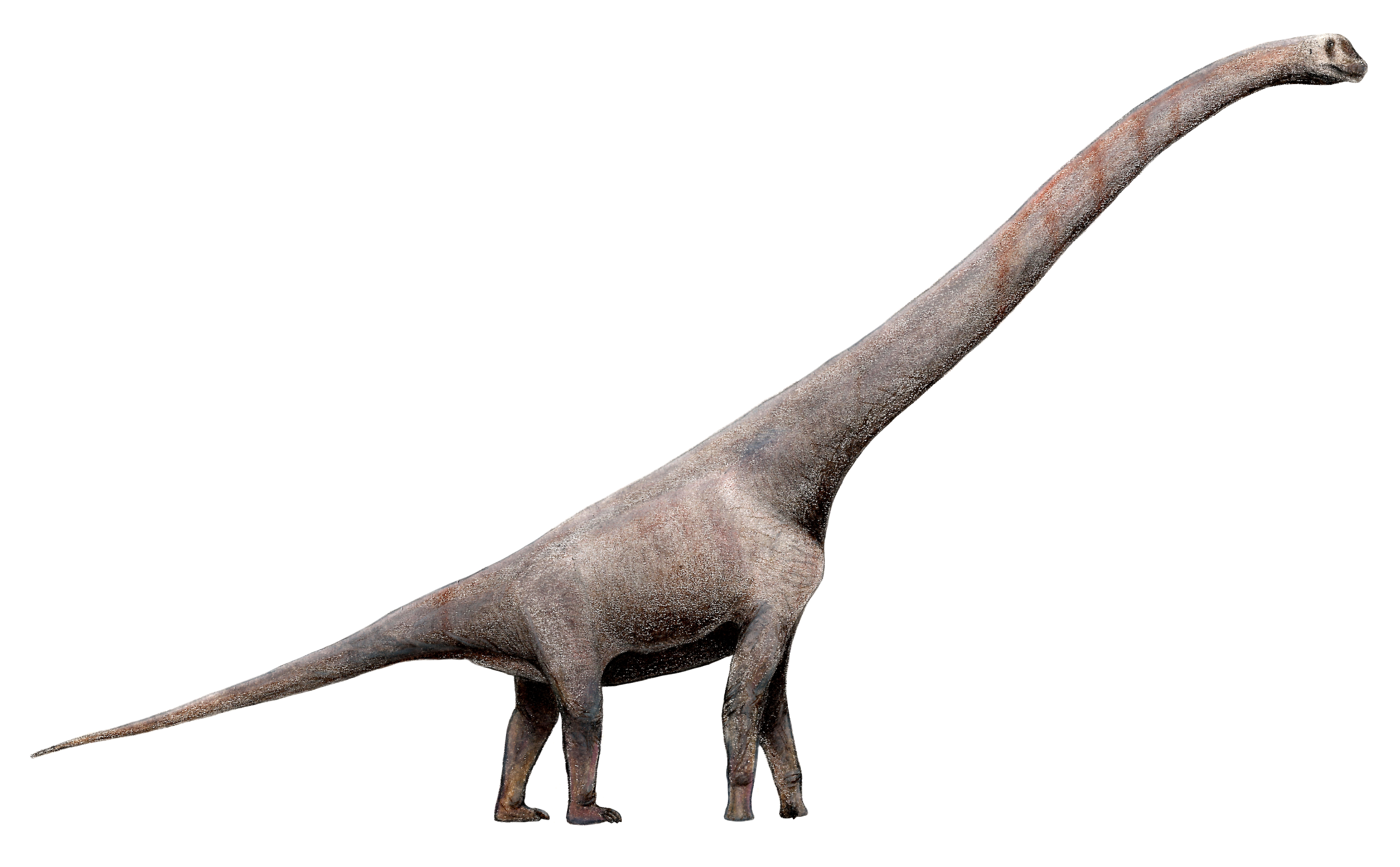Life restoration of Sauroposeidon proteles