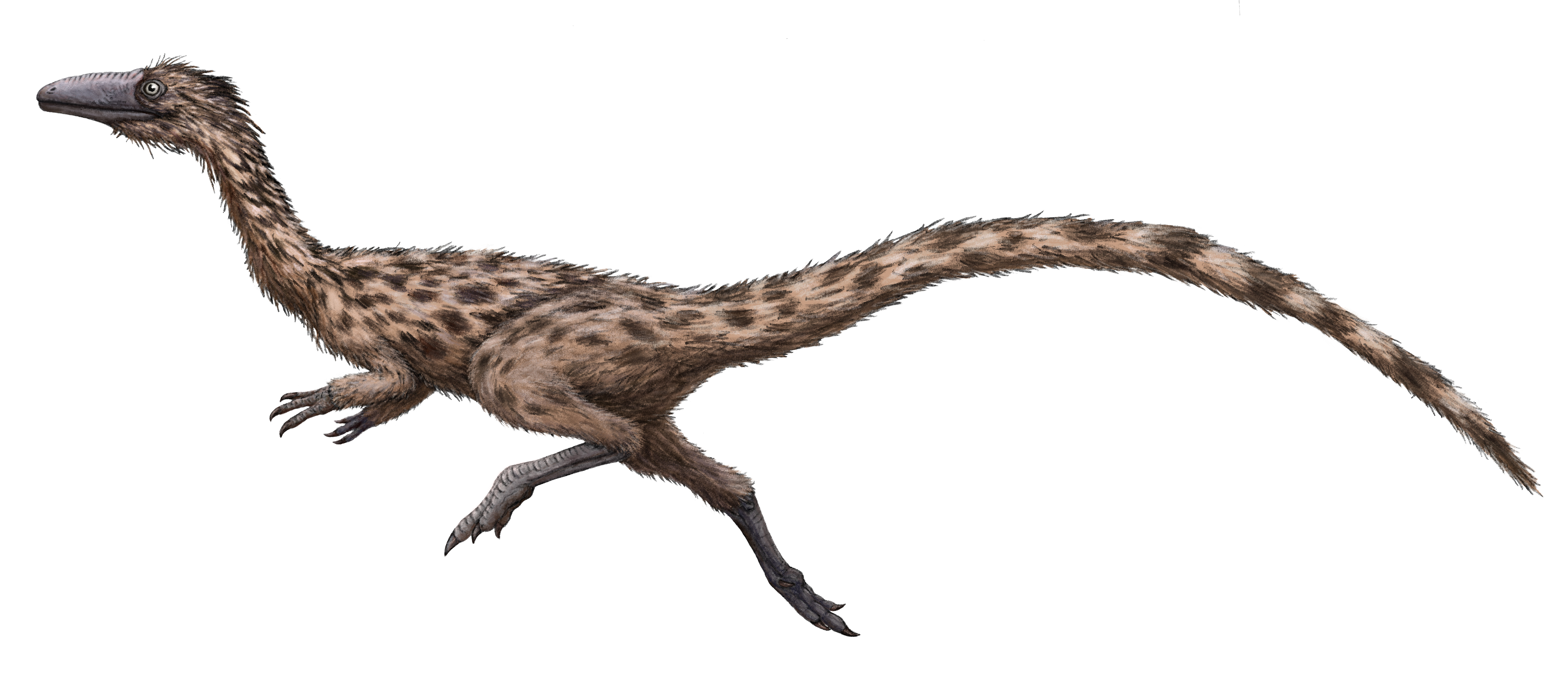Life restoration of Podokesaurus holyokensis
