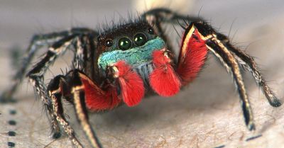 A beautiful colorful jumping spider with bright red pedipalps and legs and light blue face.