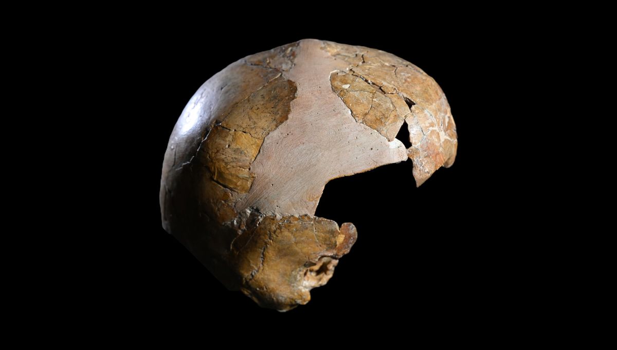 Kasus Awal Persilangan Neanderthal dan Homo Sapiens Usia 5 Tahun Kasus Awal Persilangan Neanderthal dan Homo Sapiens Usia 5 Tahun