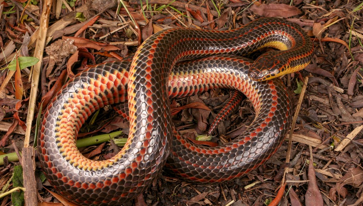 Pihak Berwenang Butuh Bantuan Temukan Ular Pelangi Langka di Florida