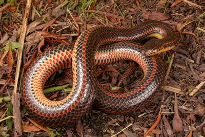 An adult male rainbow snake found in Virginia