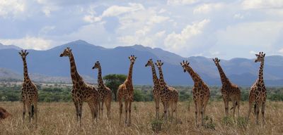 A row of giraffes with hills behind and bright clouds and sky.