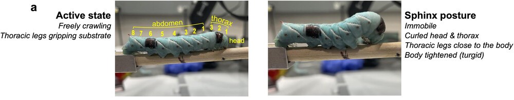 two photos of tobacco hornworms, large green caterpillars. The one on the right is flattened out against the wooden stick it is resting on, whereas the other is curved in what is called the sphinx posture.