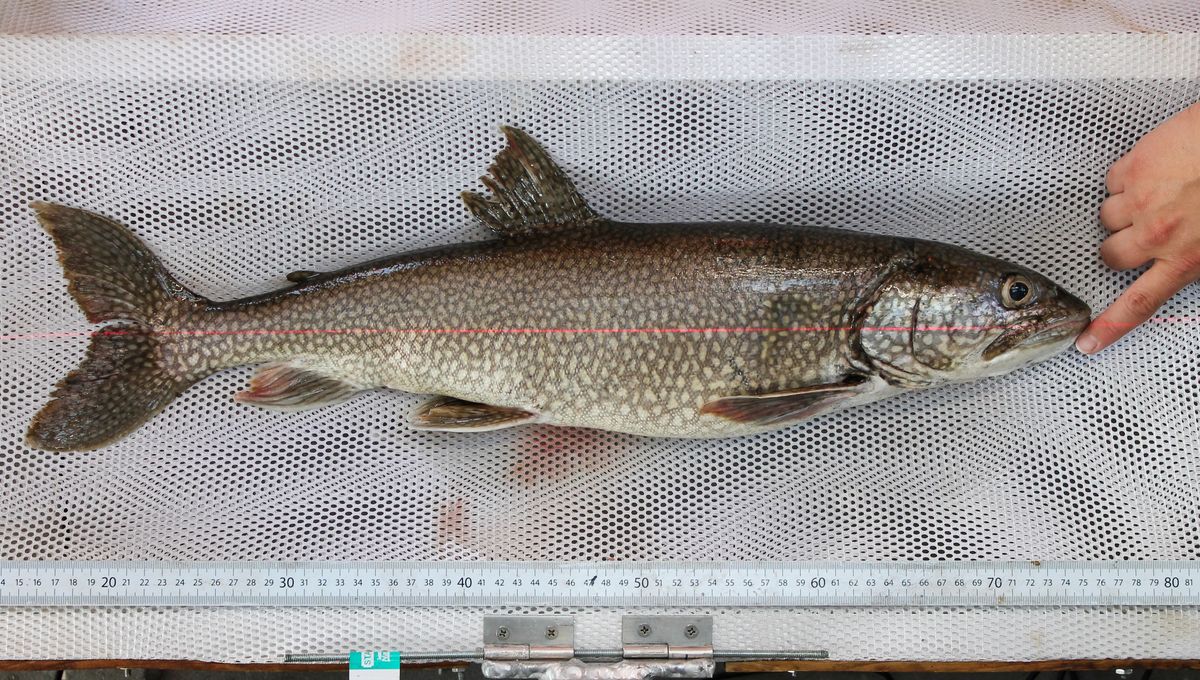 Di Usia 62, “Nenek Mary Catherine” Ikan Trout Danau Tertua Ditemukan