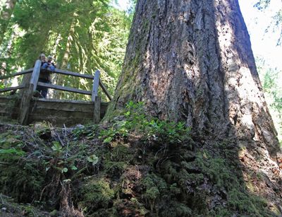 The Doerner fir in 2013 near a trail path