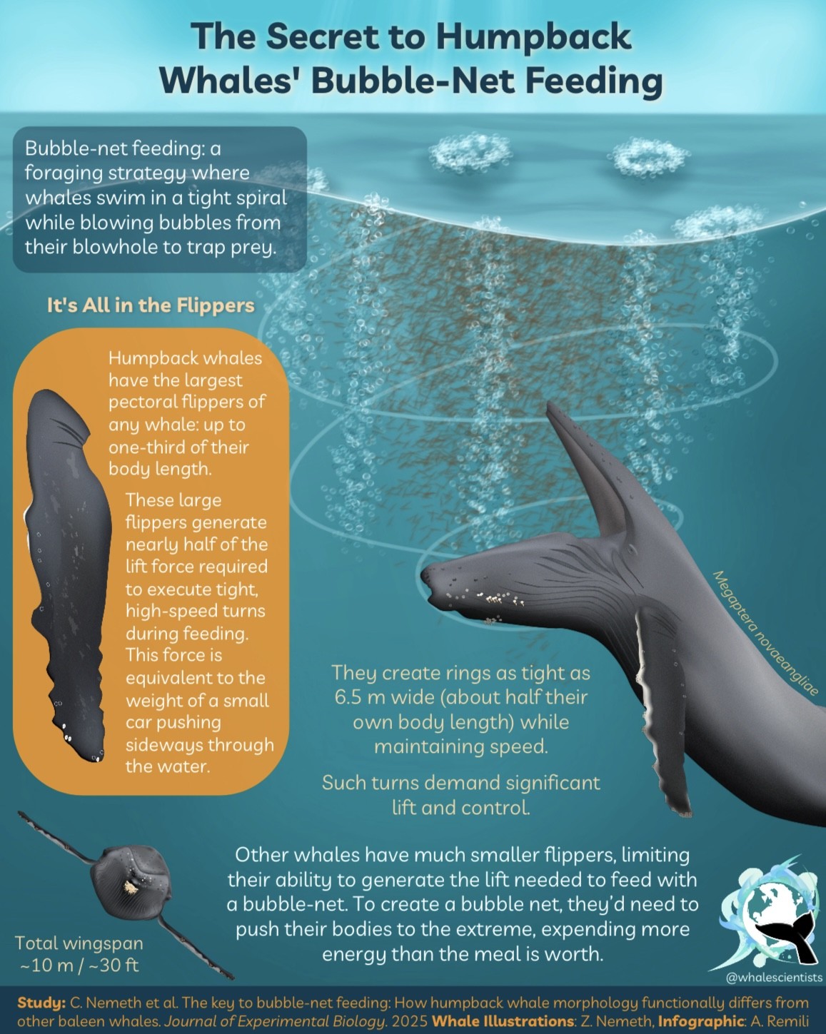 A diagram showing how humpbacks achieve their bubble nets. The image shows a whale positioned on the bottom right. It is on profile and has its mouth open. Above it in the water is a spiral with plumes of bubbles on it and dozens of small fish and prey stuck within it. To the left are two text bubbles, one explains how bubble nets work and the other explains how the whale's flippers allow them to turn in the water.
