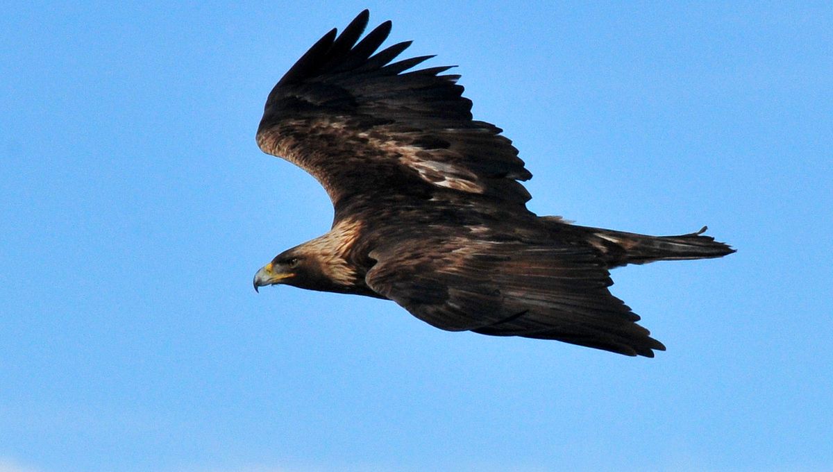 Bulu Burung Hanya Memiliki Kadar Melanin Tertentu Agar Ringan Bulu Burung Hanya Memiliki Kadar Melanin Tertentu Agar Ringan
