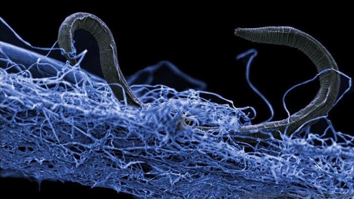 This unidentified nematode was found at the bottom of a gold mine in South Africa, some 1.4 kilometers below the surface. 