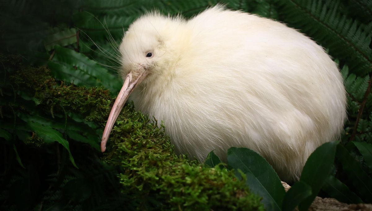 Kiwi Putih Langka Terlihat Cepat Kembali ke Lubangnya di Siang Hari