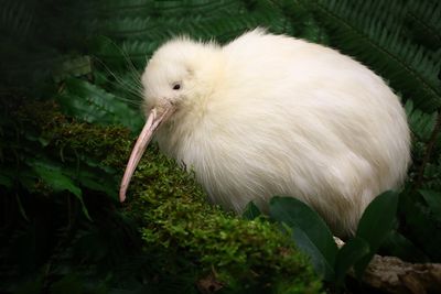A white kiwi 