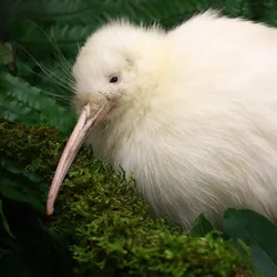 bird whiteページ mapuna-t.webp