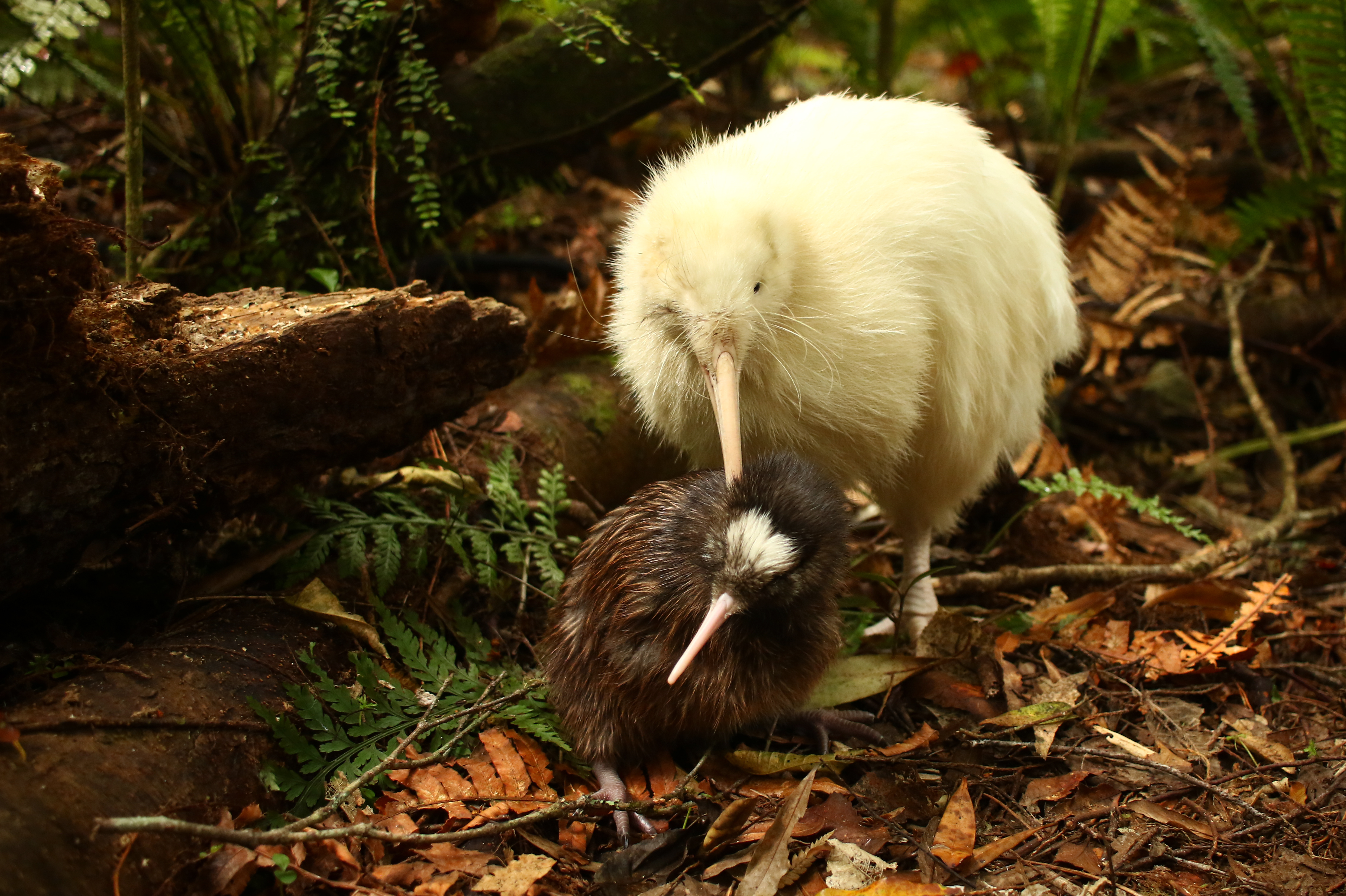 An adult white kiwi stands behind a tiny kiwi chick with brown fur and a patch of white on its head.