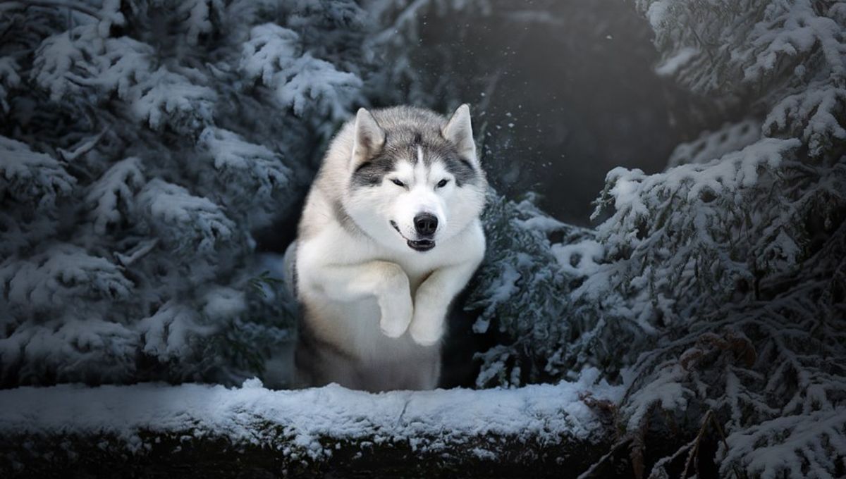 Kotoran Anjing 9.000 Tahun Ungkap Polar Bear dalam Menu Anjing Salju