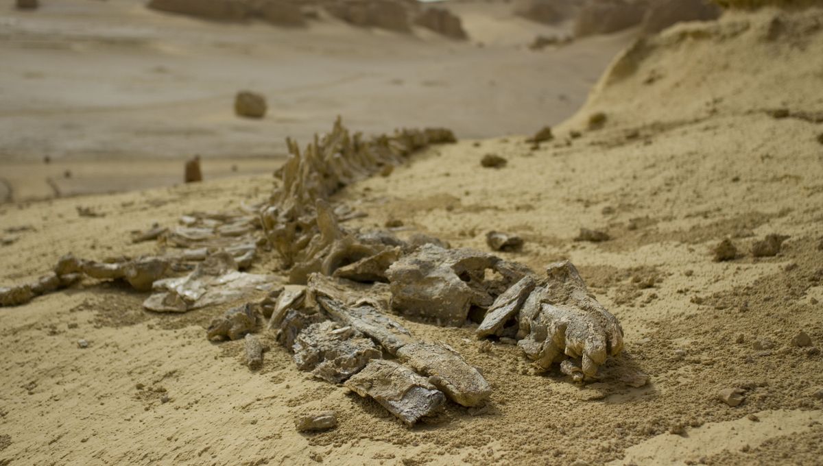 Lembah Paus di Sahara: Kuburan Paus Purba Terbesar di Dunia Lembah Paus di Sahara: Kuburan Paus Purba Terbesar di Dunia