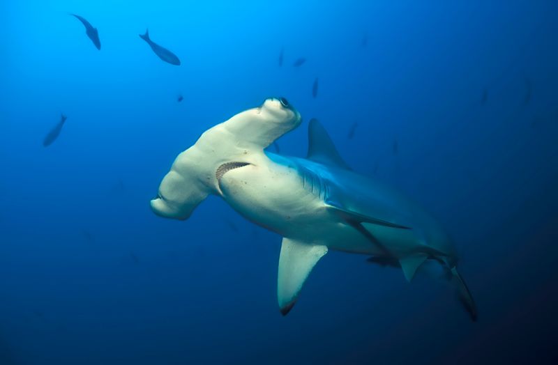 A close-up of a scalloped hammerhead shark (sphyrna lewini) doing its thing in the ocean. 