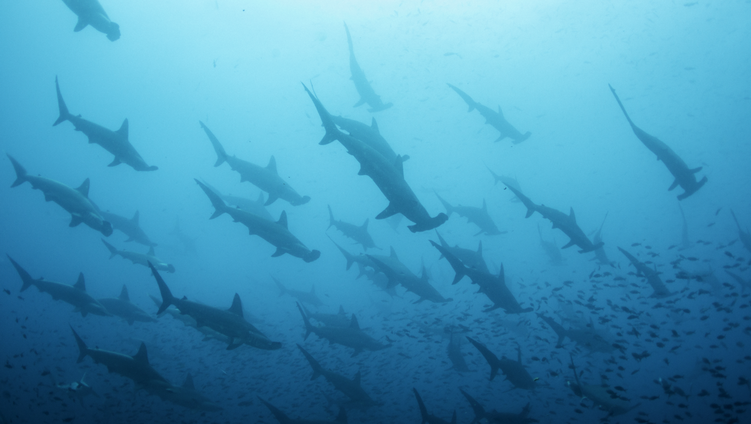 A large group of hammerhead sharks seen swimming, as a silhouette of shark school