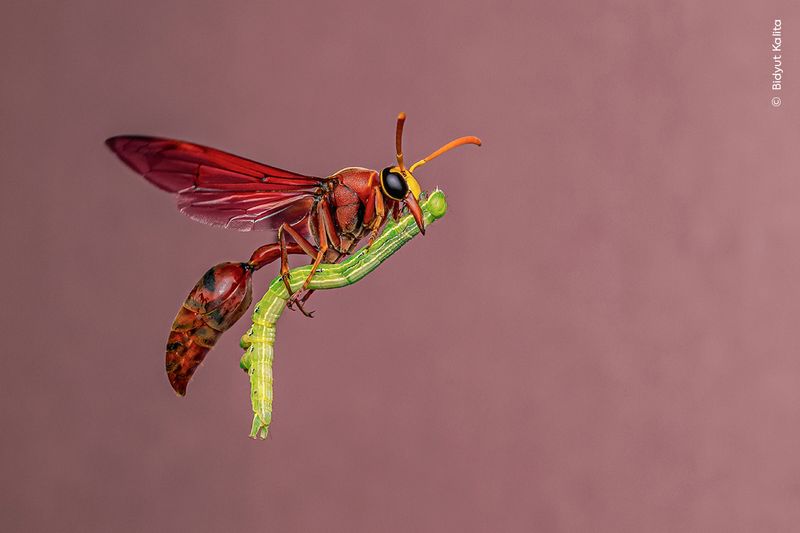 a potter wasp mid-flight with caterpillar prey for its young.