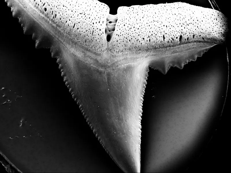 Microscopic view of damaged shark tooth after incubation for eight weeks at 7.3pH. 