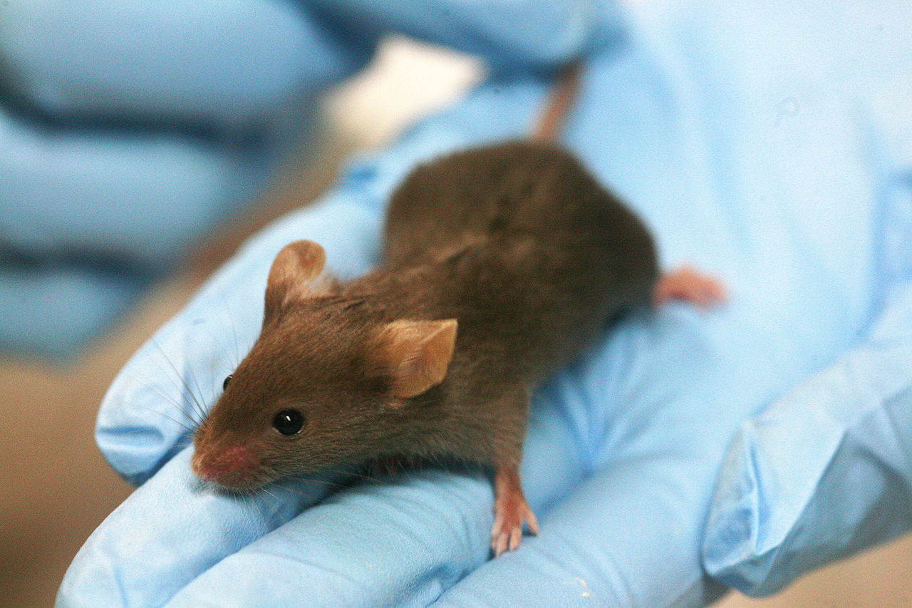 Lab mouse on a blue glove
