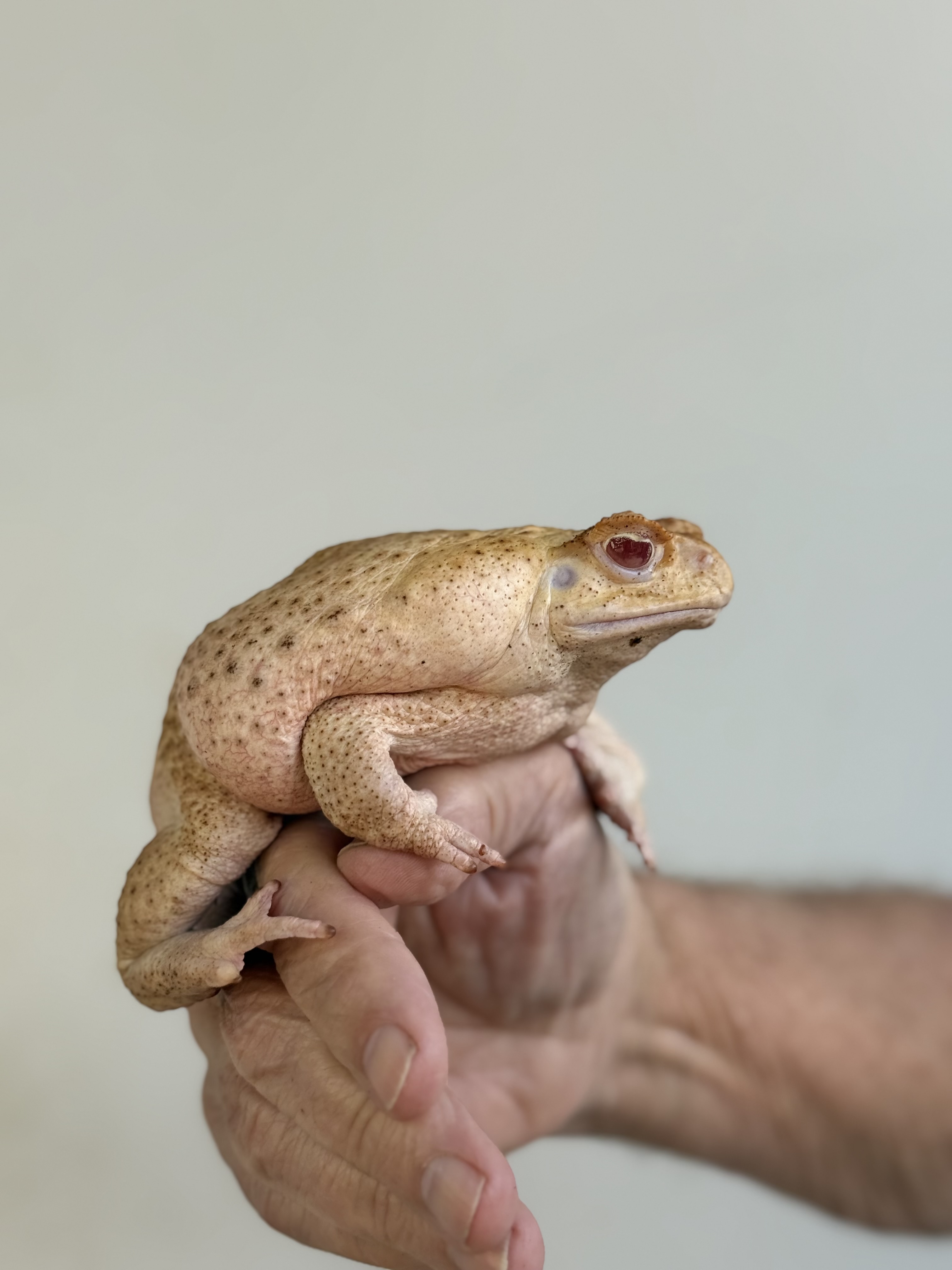 Large albino toad looking bold and majestic on a scientist's hand.