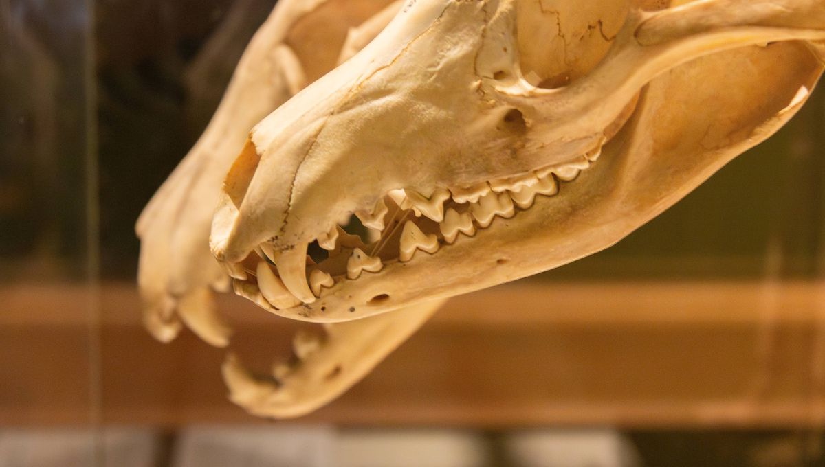 Thylacine Kehilangan Gen yang Mungkin Mengancam Sebelum Manusia Thylacine Kehilangan Gen yang Mungkin Mengancam Sebelum Manusia