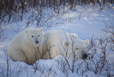 A polar bear catches a quick nap while a cub keeps watch.