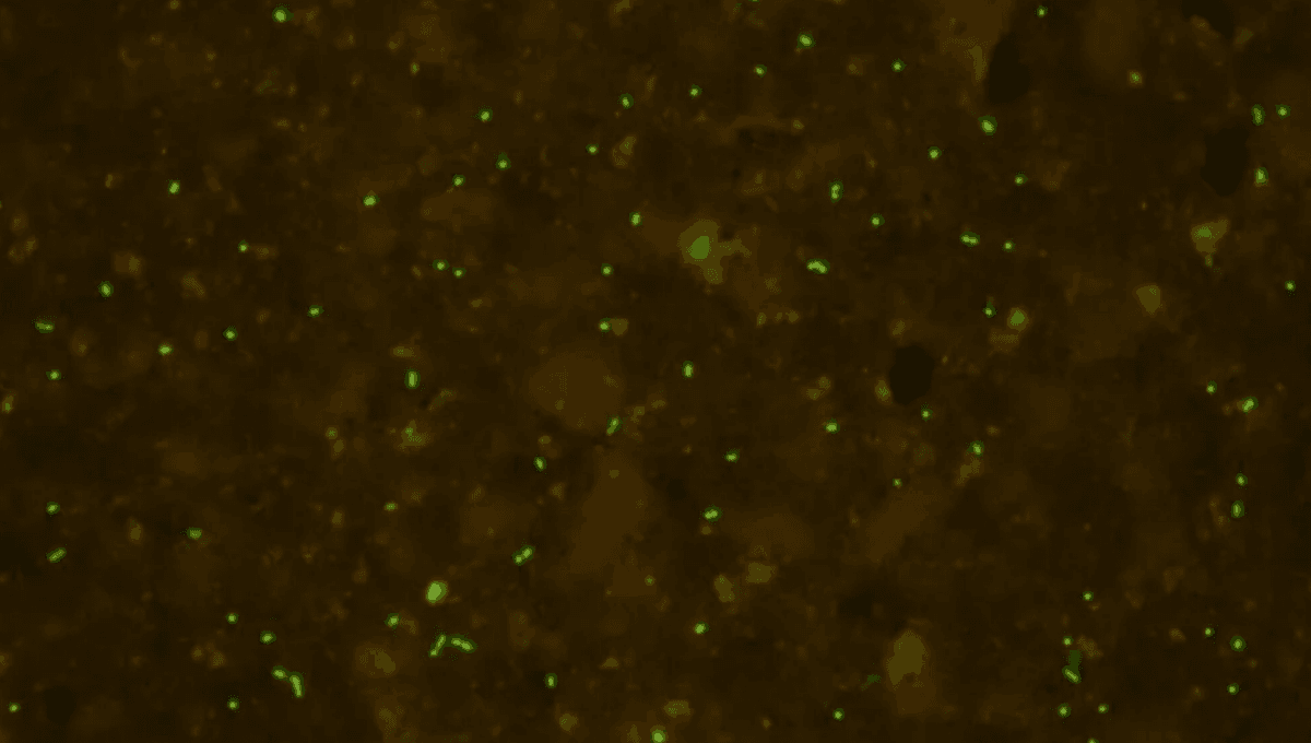 Ancient Microbes Revived By Scientists After 100 Million Years Under The Seafloor
