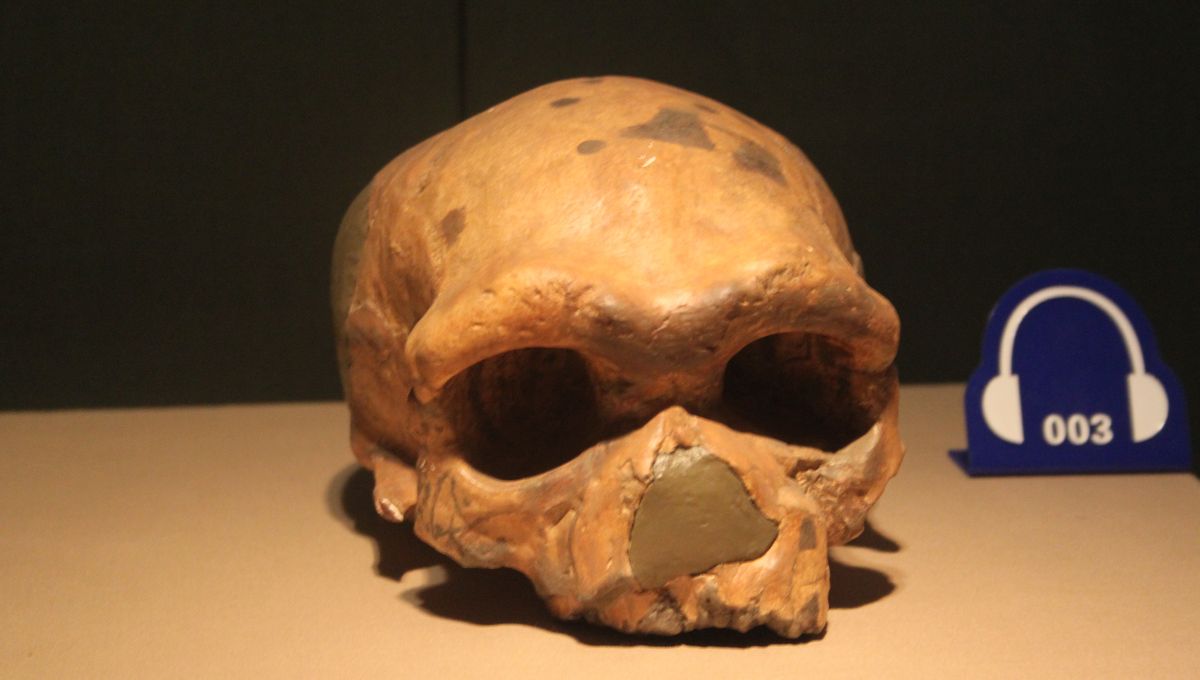 Tulang Belakang Manusia Purba Lainnya Ternyata Denisovan Tulang Belakang Manusia Purba Lainnya Ternyata Denisovan