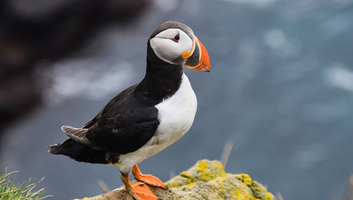 Orang Lagi Mendorong Anak Puffin dari Tebing di Islandia – Kenapa?
