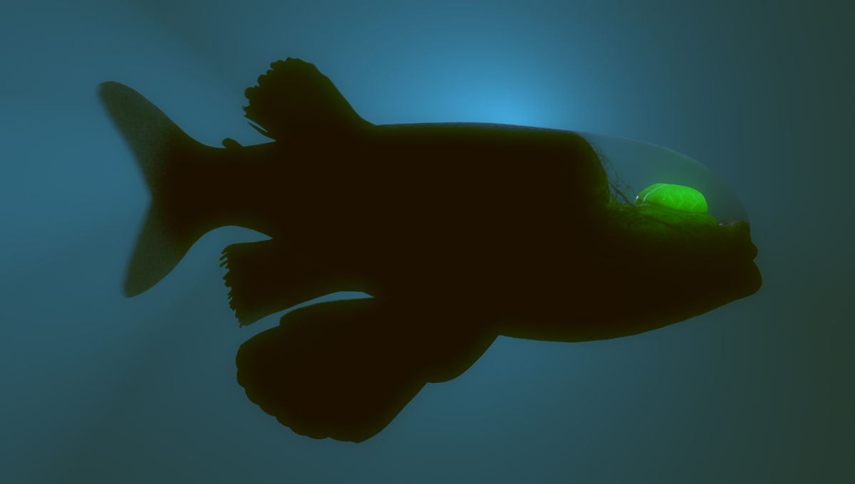 Barreleye Fish: The Deep-Sea Creature With A See-Through Head And Green Eyes In The Pacific