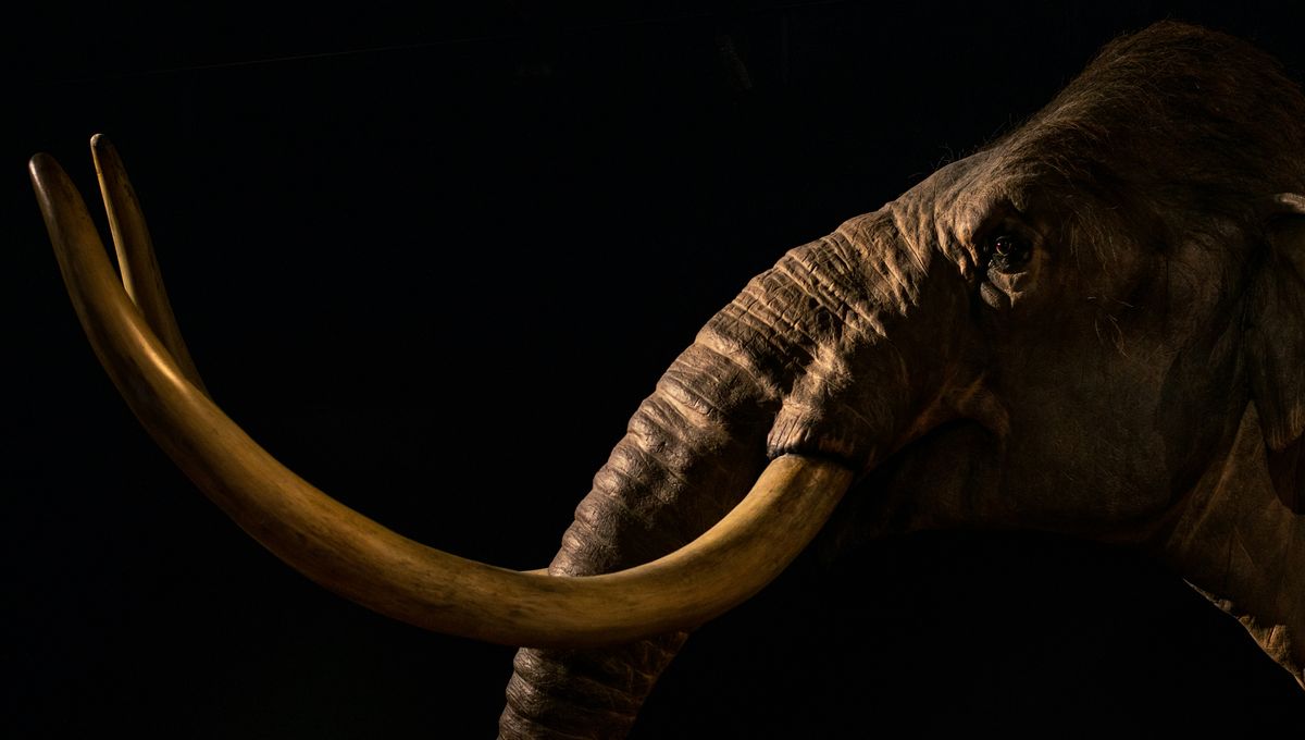 Keturunan Mammoth Kolombia yang Tak Terlihat Ditemukan di Meksiko