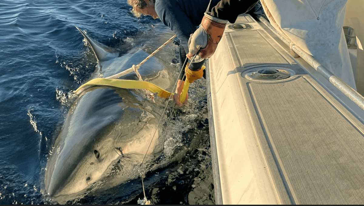 Meet Contender: The Largest Tagged Male Great White Shark In North Atlantic, At 4.19 Meters