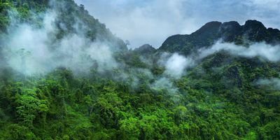 Morning mist on the canopy in the mountains of the rainforest