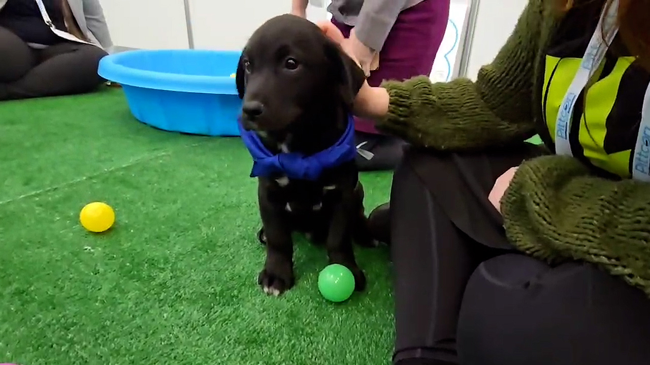 Black puppy at Pittcon 2025
