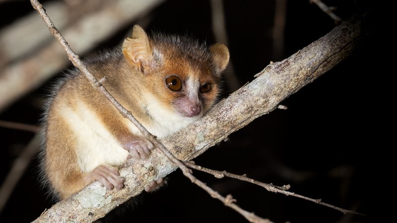 Madame Berthe's mouse lemur sitting on a tree branch